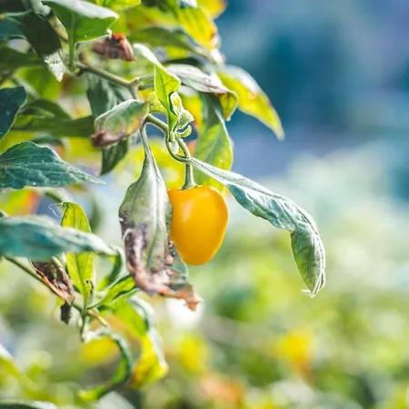 Feriehus Eco Avec Vue Sur