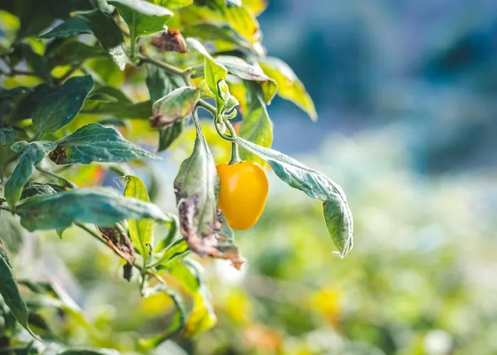 Prázdninový dům Eco Avec Vue Sur